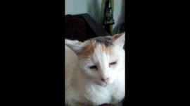 Dog and Cat playing