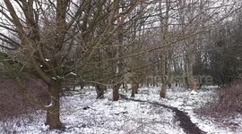 Snow And Frost In South London - Mini Beast From The East