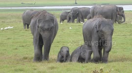 Very cute and lovely baby elephants playing with each other in Kaudulla NP Sri Lanka - February 27, 2018