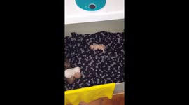 Tiny puppy 2 weeks old walks for the first time