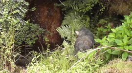 Wild Boar munching at a water hole NZ
