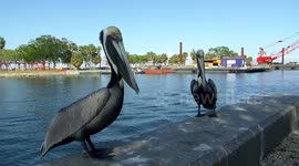 The Curious Pelicans