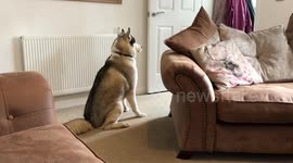 Husky waits for his human granddad to visit