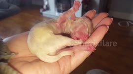 Newborn puppy sucking his foot
