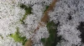 Drone captures a sea of China cherry blossoms