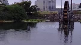Family of geese