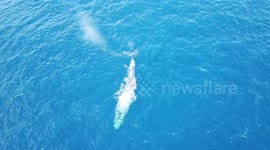 Blue Whale creates rainbow. Drone footage