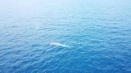 Drone footage of Blue Whale