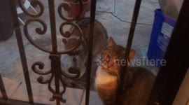 Stray cat