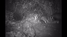 4 Badgers, a Rat & a Tabby Cat!