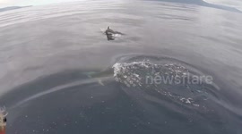Dolphins in the Azores