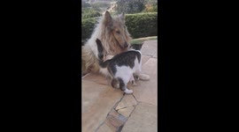 Uncommon Friendship, Dog patting the Cat