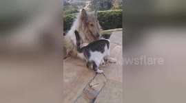 Newsflare Edit - Uncommon Friendship, Dog patting the Cat