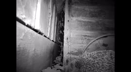 Hedgehog squeezes through gap in garden fence