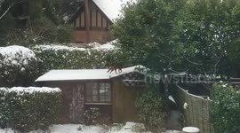 Fox walking on snowy shed roof