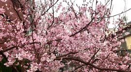 Cherry blossoms season began in Tokio