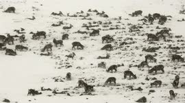 Large red deer herd surviving in Scottish highlands during blizzard conditions March 2018