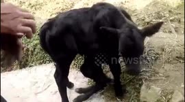 Strange calf born with 6 legs and 2 bottoms