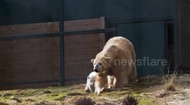First polar bear cub born in Britain in a quarter of a century made its first public appearance today