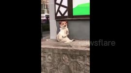 This clip from China proves irrefutably that dogs have rhythm