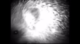 Fox vs Hedgehog