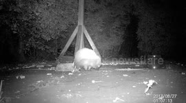 Snuffly hoggie visitor