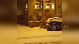 T. Rex caught dancing in the street during snowstorm