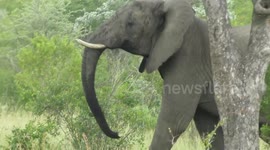 Lions run for their lives when an elephant charges them