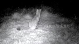 Young foxes at aggressive play.