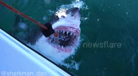 Great white shark bite in SUPER slow mo