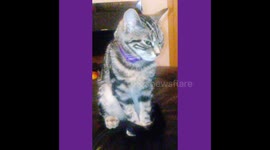 Kitten Falling Asleep Sitting Up