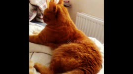 A Ginger Cat Turns Around and Is Like