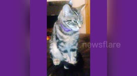 Newsflare Edit - Kitten Falling Asleep Sitting Up