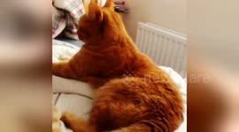 Newsflare Edit - A Ginger Cat Turns Around and Is Like