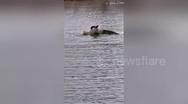 Vicious fight between 2 geese caught on camera