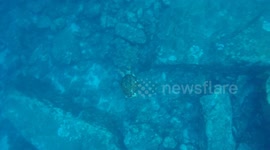 Sea Turtle Encounter - Similan Islands