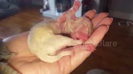 Newborn puppy sucking his foot