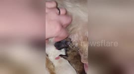 Newsflare Edit - Newborn puppy mistakes his sister ear for mum's milk