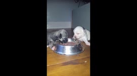 Puppies eating for the time