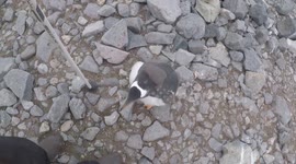 Up Close with Penguins