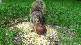 Giant Chocolate Easter Egg and some local Animal Friends
