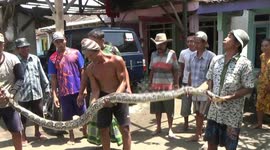 giant python snake that often preyed chicken successfully captured citizens