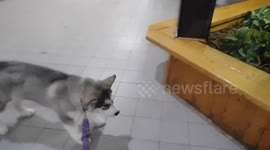 Alaskan Malamute Puppy  meets Scary Tikki Guy Statue
