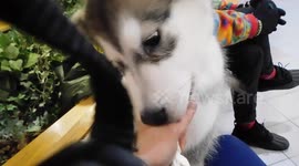Alaskan Malamute Puppy Funny Sticky Yucky Licks
