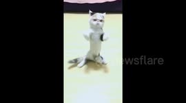 Cat dances with music