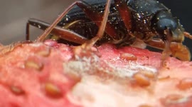 The Battle takes a Strawberry between an Ant and a Beetle