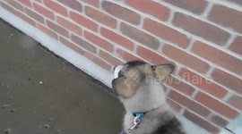 Alaskan Malamute Puppy  at Plaza Pointe Claire Mall