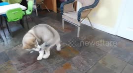 Alaskan malamute Puppy Chasing Her Tail