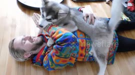 Alaskan Malamute Puppy Cuddle Play Time