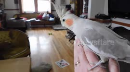 Alaskan Malamute Puppy Meets Our Pet Phoebe Cockatiel